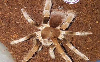 Tarantula Hysterocrates gigas/ Giant Baboon Spider / Cameroon Red Baboon Spider / Red Baboon Tarantula / Cameroon Giant Baboon / Giant Red Baboon / Swimming Baboon Tarantula / Diving Tarantula - Sling